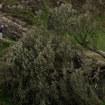 Joven de 16 años es arrestado en Inglaterra por talar un famoso árbol del Muro de Adriano
