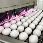 Mayor compañía productora de huevos de EE.UU. detuvo la producción en una de sus fábricas: Gripe aviar