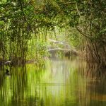 Las Naciones Unidas van a destinar 36 millones de dólares para la protección de manglares en Ecuador