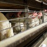 Autoridades de salud confirman nuevos casos de gripe aviar en 4 trabajadores avícolas de Colorado
