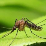 República Dominicana confirma la presencia del virus «Oropouche»