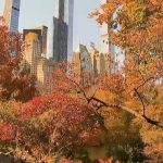 El follaje de Central Park está en temporada alta: qué hay que saber antes de verlo