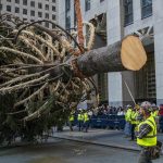 El árbol de Navidad de Rockefeller Center llegara este fin de semana a Nueva York