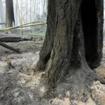 Muere un empleado de parques combatiendo uno de los incendios forestales que arrasan en el área triestatal