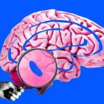 El punto azul en nuestro cerebro que intriga a los científicos