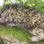 Descubren Nueva Especie de Puercoespín en Colombia