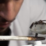 El auge de las granjas de escorpiones: Un negocio de veneno valioso