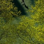 Padre rescata a su hija de 11 años de un secuestrador en Queens