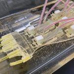 Un brazo robótico hecho con tejidos humanos: la ciencia avanza hacia las prótesis de músculos vivos
