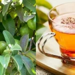 Propiedades Medicinales de la Hoja de Guayaba