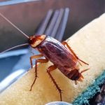 Estrategias Efectivas para un Hogar Libre de Cucarachas