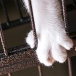 «Rescatan casi 100 animales en condiciones deplorables en una casa de Nueva York: Un caso que expone la negligencia extrema»