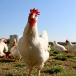 «Gripe aviar en España: El fin de las gallinas al aire libre y el dilema de los huevos caseros»