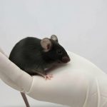 «CNIO elimina el cáncer de páncreas en ratones con una terapia innovadora de tres fármacos»