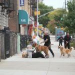 «Indignación en Brooklyn: Video muestra brutal paliza a abuela de 75 años por pedir que recojan heces de perros»