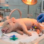 «Brasil da un paso gigante en xenotrasplantes: Primer cerdo clonado para trasplantes humanos»