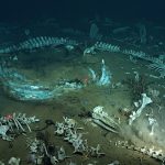 Científicos Descubren un «Tesoro Paleontológico» en el Océano Índico: El Cementerio de Ballenas Más Grande y Antiguo del Mundo