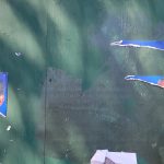 Electores del Distrito 13 reportan actos de vandalismo contra propaganda política de Espaillat