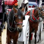 Ley busca eliminar actividad turística de carruajes con caballos en Nueva York; alcalde Mamdani pide proteger a trabajadores