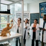 «¿Los gatos blancos son tranquilos y los negros agresivos? La ciencia lo aclara»
