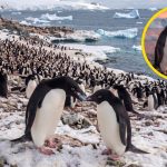 El Romántico Gesto de los Pingüinos: Piedras como Símbolo de Compromiso en el Cortejo»