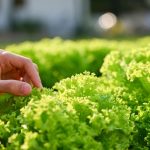 «Lechugas modificadas para producir proteína de carne: ¿El futuro de la alimentación sostenible?»