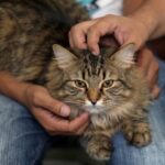 Voluntariado en Grecia: Alojamiento gratis en Siros a cambio de cuidar gatos abandonados