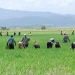 Abinader apuesta por la mecanización para proteger el arroz y reducir la dependencia de mano de obra extranjera